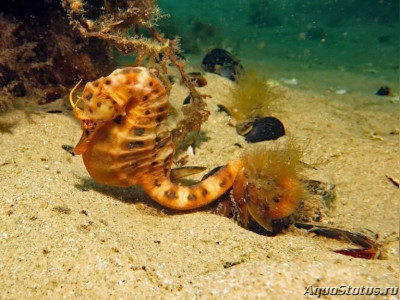 Фото Конёк морской пузатый Новозеландский или Брюшной гиппокамп Hippocampus abdominalis  (photo#147368)