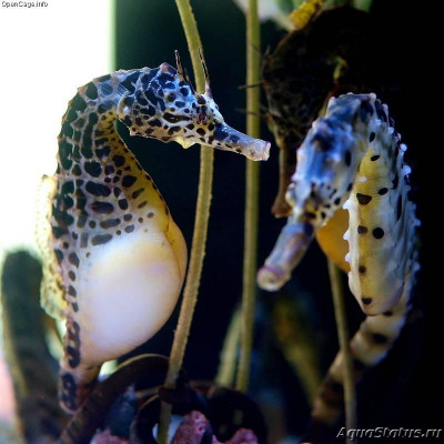 Фото Конёк морской пузатый Новозеландский или Брюшной гиппокамп Hippocampus abdominalis  (photo#147371)