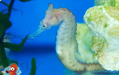 Фото Конёк морской Австралийский, или Ангустус гиппокампа Hippocampus angustus  (photo#147395)