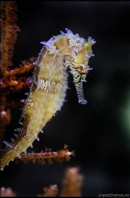 Фото Конёк морской Австралийский, или Ангустус гиппокампа Hippocampus angustus  (photo#147398)