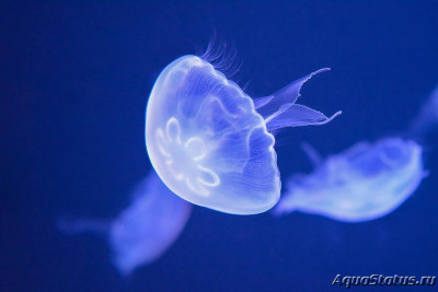 Фото Пресноводные медузы в аквариуме (photo#147401)