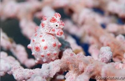 Конёк морской карликовый , или Гиппокамп баргибанти ( Hippocampus bargibanti )