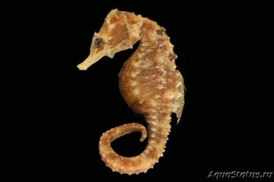 Конёк морской Гиппокамп биоцеллат (Hippocampus biocellatus)