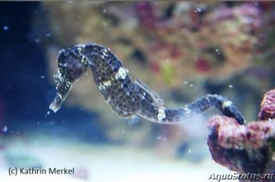 Конёк морской Реюньонский, или Гиппокамп боробонский (Hippocampus borboniensis)