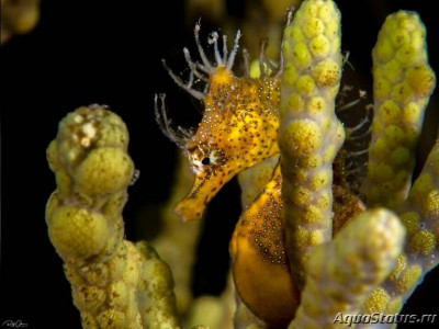 Конёк морской Короткоголовый, или Бревицепс гиппокампа (Hippocampus breviceps)