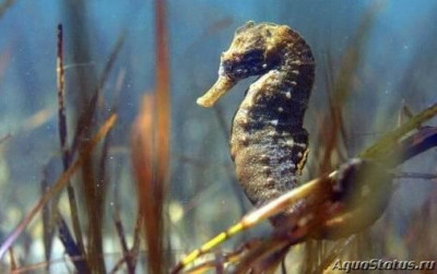 Фото Конёк морской Гиппокамп камелопардалис Hippocampus Camelopardalis  (photo#147421)