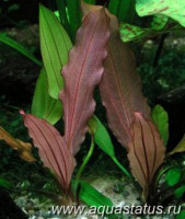 Эхинодорус red diamond (Echinodorus red diamond)