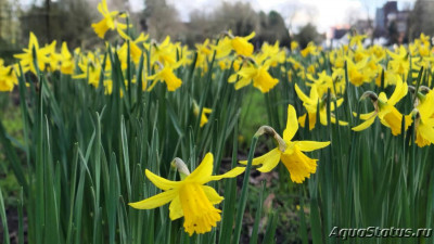 Парк Wolverhampton West Park в Великобритании