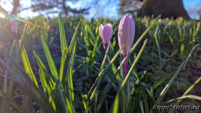 Парк Wolverhampton West Park в Великобритании