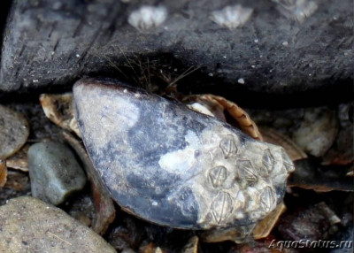 Обыкновенная мидия Gemeine Miesmuschel ( Mytilus edulis  )