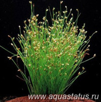 Фото Ситняг игольчатый Eleocharis acicularis  (photo#14773)