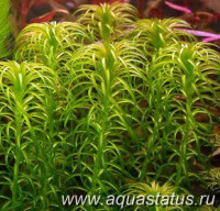 Фото Элодея курчавая Elodea crispa  (photo#14774)