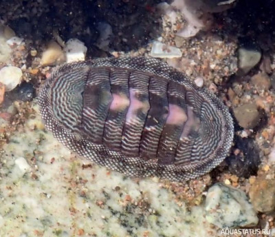 Улитка-жук Хитон камингсии  ( Chiton cumingsii )