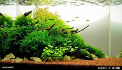 Подводный Романтик. Мой аквариум Fluval Roma 120 литров (Zlatka)