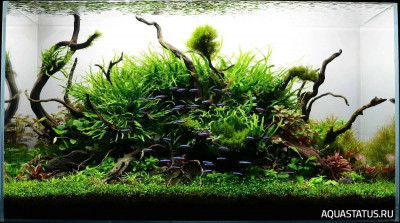 Подводный Романтик. Мой аквариум Fluval Roma 120 литров (Zlatka)