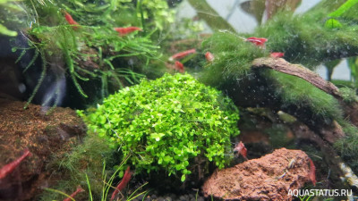 Подводный Романтик. Мой аквариум Fluval Roma 120 литров (Zlatka)