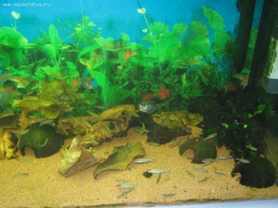 Мой аквариум Боцарий 280 литров bosmat  - IMG_1502.JPG