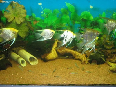 Мой аквариум Боцарий 280 литров bosmat  - IMG_1503.JPG