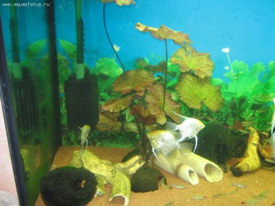 Мой аквариум Боцарий 280 литров bosmat  - IMG_1504.JPG