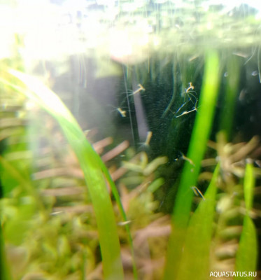 Фото Гидра в аквариуме. Как избавиться от гидры? (photo#148139)