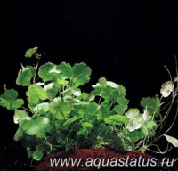 Фото Гидрокотила сибторпиодес Hydrocotyle sibthorpioides  (photo#14830)