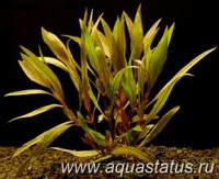 Фото Гигрофила иволистная Hygrophila angustifolia  (photo#14832)