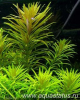 Фото Лимнофила ароматная Limnophila aromatica  (photo#14856)