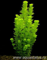 Фото Лимнофила сидячецветковая Limnophila sessiliflora  (photo#14858)