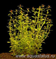 Фото Людвигия дугообразная Ludwigia arcuata  (photo#14880)