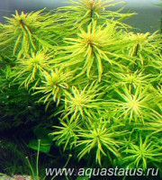 Фото Людвигия кубинская Ludwigia cuba  (photo#14882)