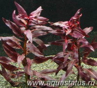 Фото Людвигия грандулоза Ludwigia glandulosa  (photo#14883)