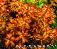 Фото Людвигия гвинейская Ludwigia guinea  (photo#14884)