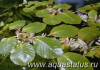 Фото Людвигия плавающая Ludwigia helminthorrhiza  (photo#14885)