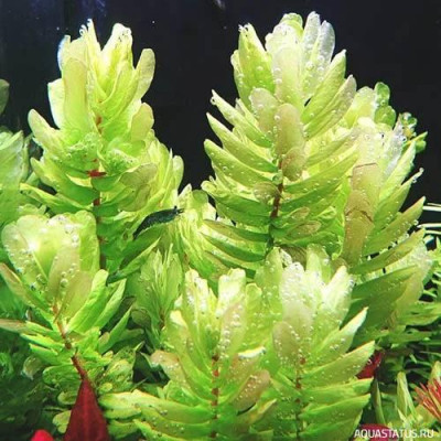 Ротала Тулунаденсис (Rotala Tulunadensis)