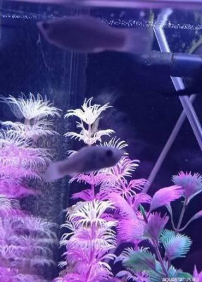 Периодически умирают моллинезии в аквариуме