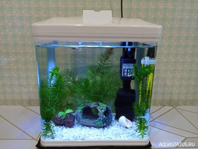 Первый в жизни аквариум. Cтаканчик 7 литров (Ленчик)
