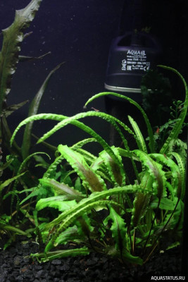 Аквариум "Подводная жизнь" 80 литров (Akexandritsa)