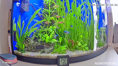 Угловой аквариум 50 литров (andrey_che)