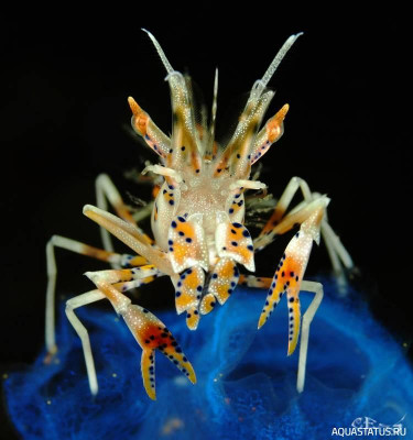 Рогатая креветка-шмель (Phyllognathia ceratophthalma)