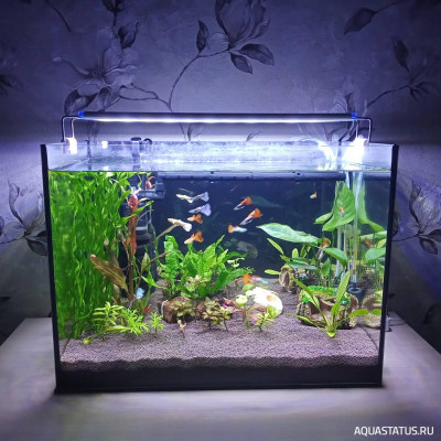 Второй в жизни аквариум 30 литров (Ленчик)