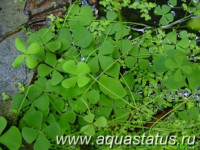 Фото Марсилия четырехлистная Marsilea quadrifolia  (photo#14969)