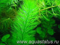 Фото Перистолистник елочный Myriophyllum elatinoides  (photo#14977)