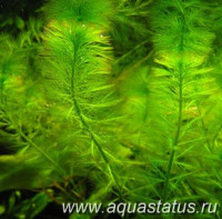 Фото Перистолистник хвостиковидный Myriophyllum hippuroides  (photo#14978)