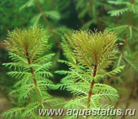 Перистолистник красный (Myriophyllum mattogrossense)