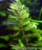 Фото Перистолистник колосистый Myriophyllum spicatum  (photo#14981)