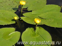 Фото Кувшинка желтая Nuphar luteum  (photo#15039)