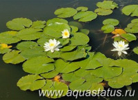 Фото Кувшинка белая Nymphaea alba  (photo#15042)