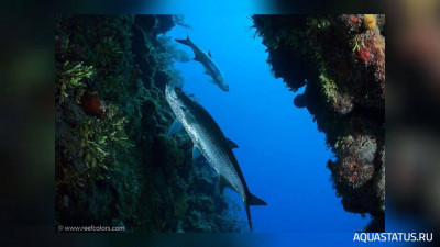 Фото Атлантический тарпон Megalops atlanticus  (photo#150977)