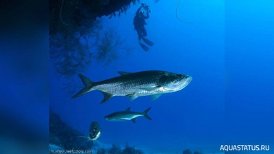 Атлантический тарпон ( Megalops atlanticus )