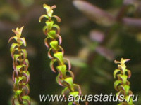 Фото Ротала сп перлс Rotala sp perls  (photo#15143)